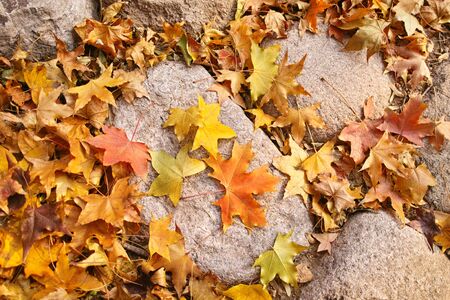 Autumn leavesの写真素材