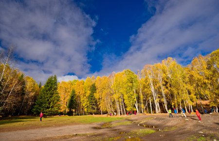 Xinjiang Hemu Village birch forest autumn sceneryの写真素材
