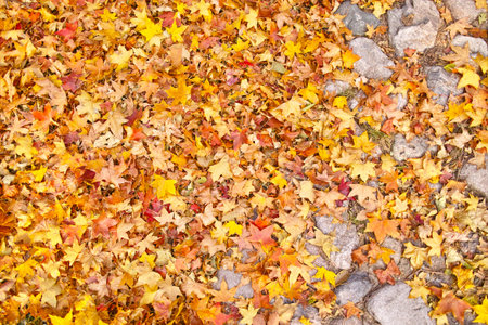 Autumn leaves