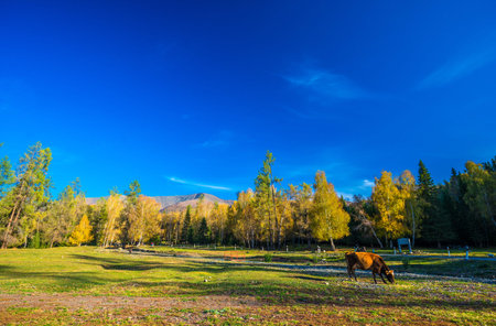 Xinjiang white haba village autumn scenery