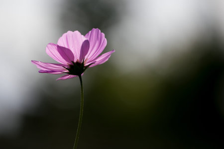 Blooming cosmosの写真素材