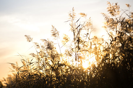 Sunset autumn reeds