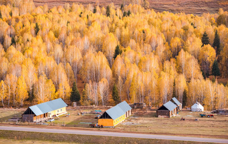 Xinjiang Hemu birch forest autumn sceneryの写真素材