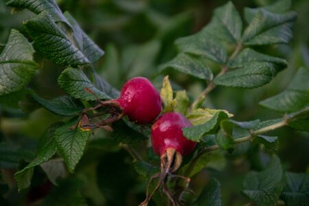 The fruit of a shrub rose hips (berries) close upの写真素材