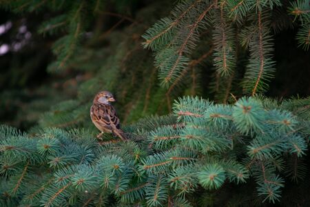 Sparrow sits not on a pine branchの写真素材