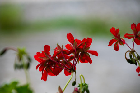 Live red flowers close up