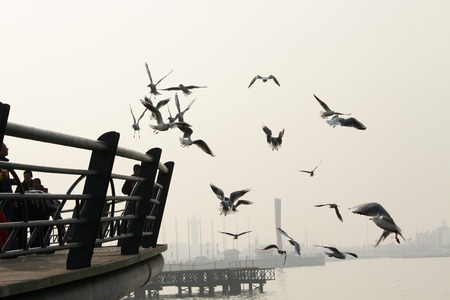 Qingdao sea gulls.のeditorial素材