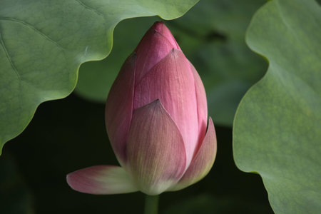 Qingdao West Lake Lotus.の写真素材
