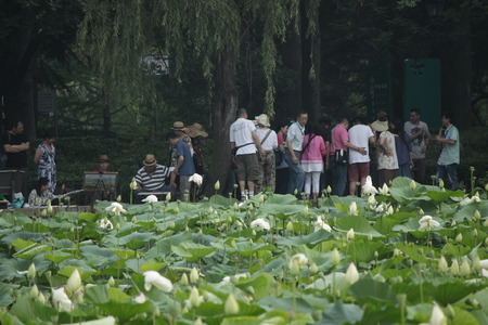 People at the park of Qingdao with lake and lotusのeditorial素材