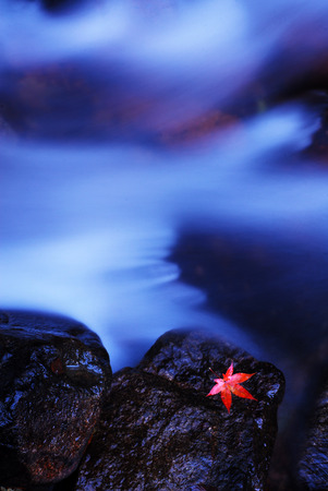 Red maple leaf on rockの写真素材