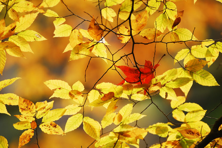 Full autumn leaves lying on the red maple treeの写真素材