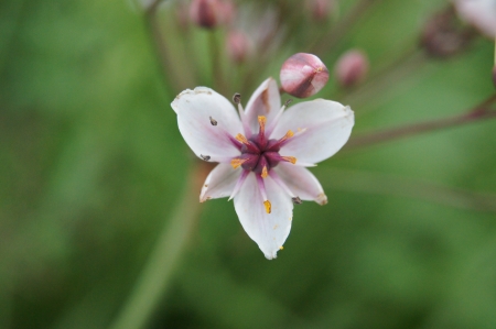 The flower on a green backgroundの写真素材