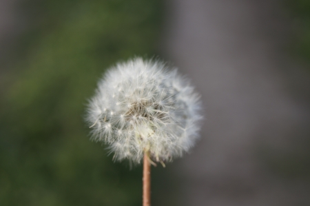 Dandelionの写真素材