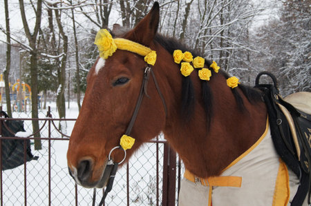 The horse in winter Parkの写真素材