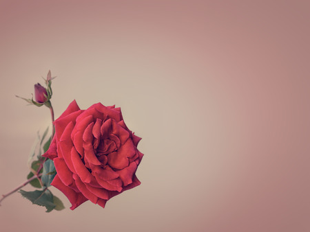 red rose on a striped background in pastel colorsの写真素材