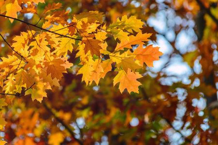 autumn background. yellow oak leaves on a blurred background of trees.