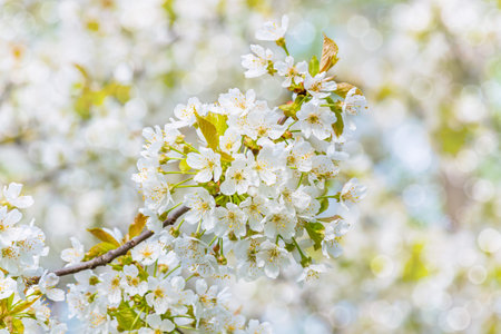 blossoming tree branch on a blurry background of a fruit garden with a bokeh effect
