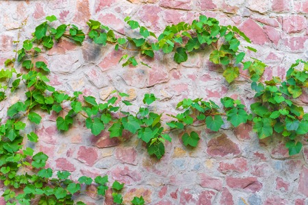 background texture stone wall covered with creeper plantsの写真素材