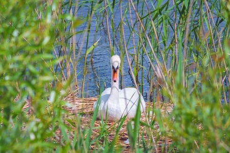 White swan in the nest, in the reeds near the shore of the lakeの写真素材
