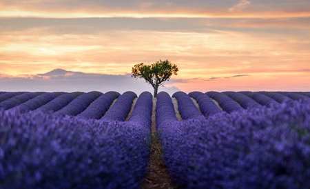 lavender field at south France