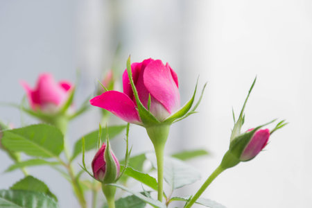 Record the roses for youの写真素材