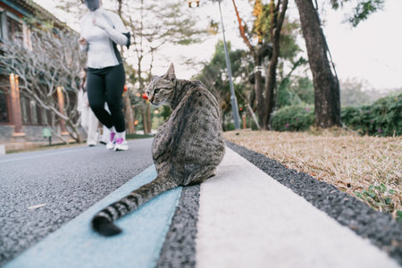 Tabby cat sitting on blue line of paved path as runner passes by in parkの写真素材