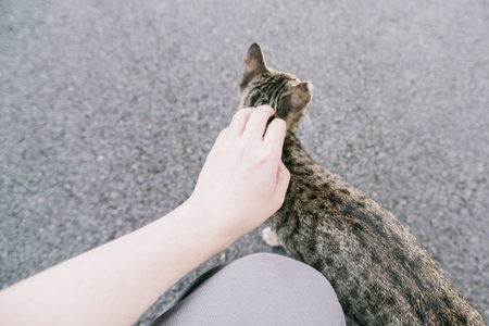Person petting tabby cat on asphalt ground from above viewの写真素材