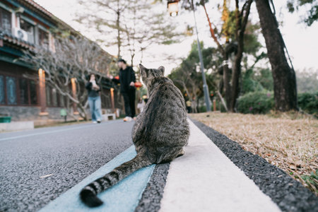 Tabby cat sitting on sidewalk edge facing people walking in traditional alleywayの写真素材