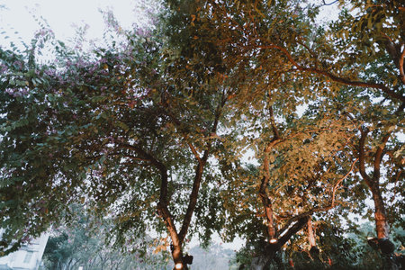 Sunlit trees with autumn foliage and purple blossoms in a park settingの写真素材