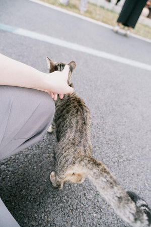 Person petting tabby cat on asphalt road, casual outdoor moment with tail curledの写真素材