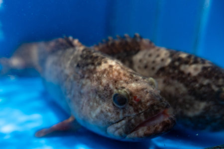 Two Spotted Fish in Blue Aquarium Tank with Clear Water and Natural Lightingの写真素材