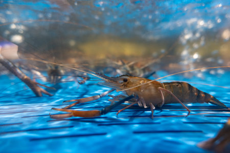 Fresh shrimp swimming in blue water tank with visible claws and antennaeの写真素材