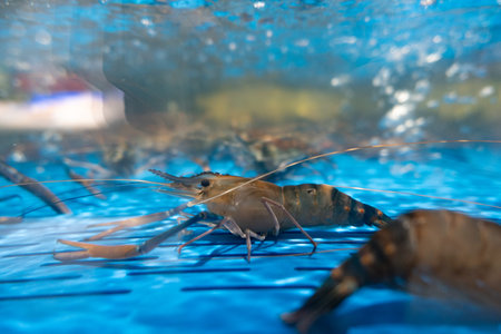 Fresh shrimp swimming in clear blue water tank with bubbles and aquatic environmentの写真素材