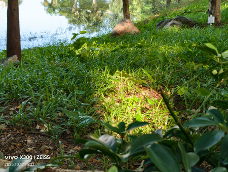 Sunlit grassy path near pond with trees and green foliage in natural outdoor settingの写真素材
