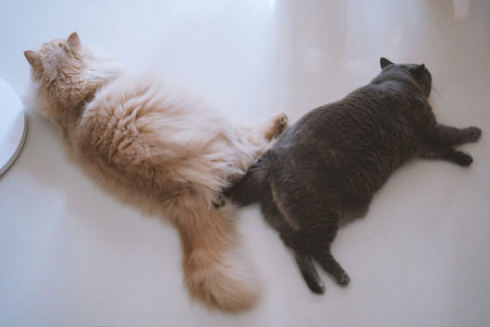 Two cats lying side by side on white floor, fluffy ginger and gray cat resting together