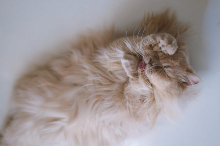Fluffy ginger cat lying on back, licking paw with closed eyes in soft white environment