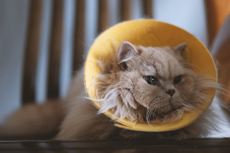Grumpy fluffy cat wearing yellow cone resting indoors with sad expression