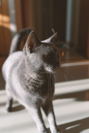 Gray Cat Walking in Sunlit Room with Soft Natural Light and Warm Shadowsの写真素材
