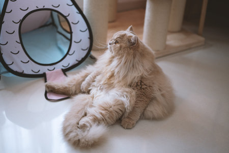 Fluffy Persian cat lounging on white floor beside cat bed and scratching postの写真素材