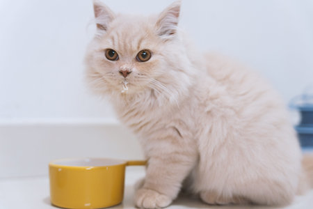 Fluffy cream-colored cat sitting beside yellow food bowl with milk droplet on noseの写真素材