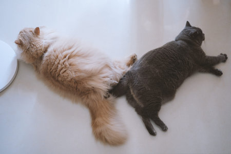 Two Cats Sleeping Side by Side on White Floor, Fluffy Ginger and Gray Tabby Resting Together