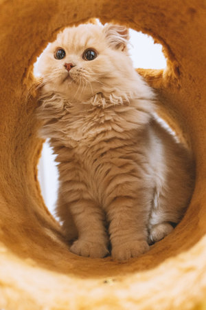 Fluffy cream-colored kitten sitting inside circular cardboard tube, looking upward with wide curious...