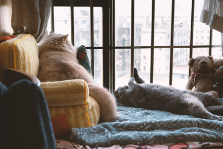 Two cats resting on a cozy bed near a window with city viewの写真素材