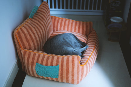 Gray cat sleeping curled up in orange striped pet bed near window