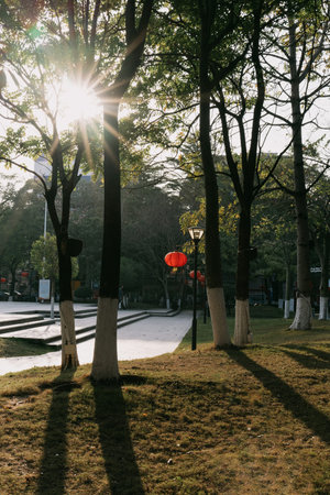 Sunlight filters through tall trees in park, casting long shadows on grass with red lanterns hanging...