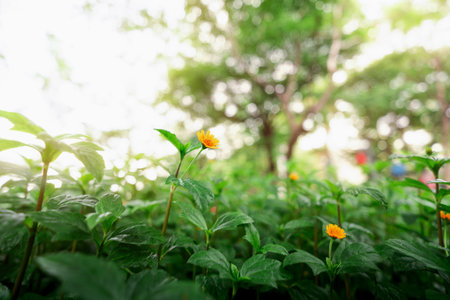 Yellow Flower Blooming Amidst Green Leaves in Sunlit Gardenの写真素材