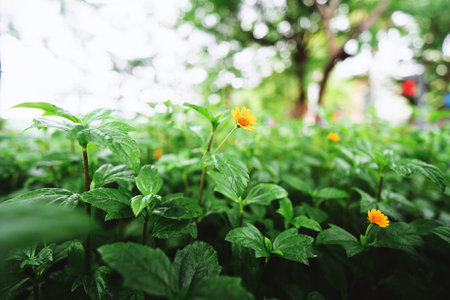 Yellow Flower Blooming Among Green Leaves in Natural Garden Settingの写真素材