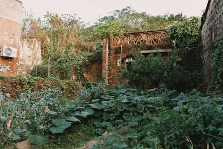 Overgrown garden with old brick structure and creeping vines under soft daylight