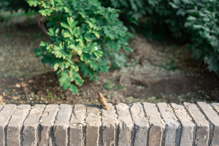 Small brown sparrow perched on brick wall with green foliage backgroundの写真素材