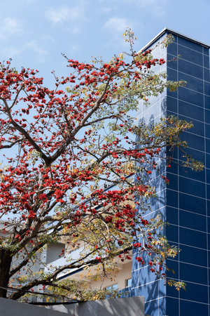 Red-flowered tree with vibrant berries beside modern blue-tiled building under clear sky